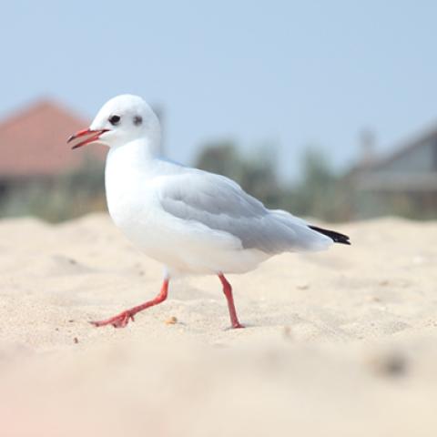 image birds_hr_0001-jpg