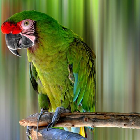 image birds_hr_0002-jpg