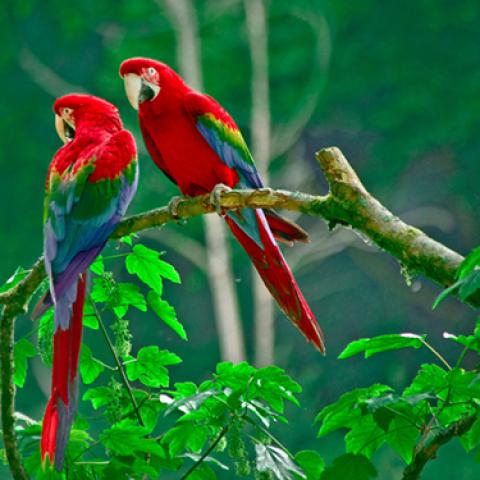 image birds_hr_0003-jpg