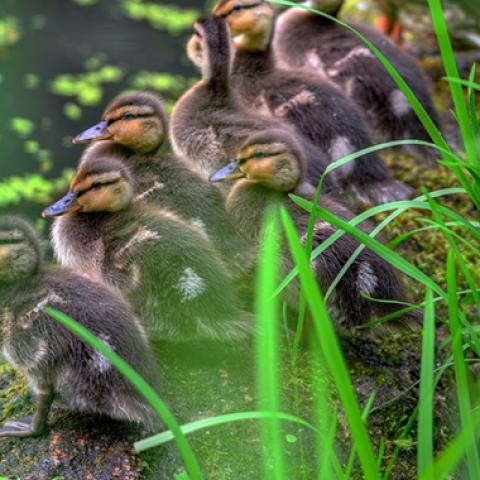 image birds_hr_0004-jpg