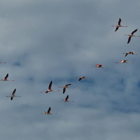 image birds_hr_0005-jpg
