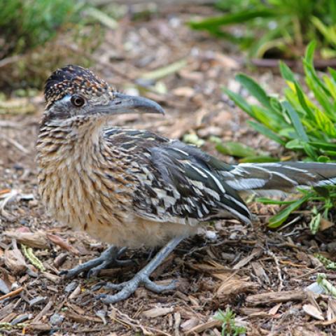 image birds_hr_0006-jpg