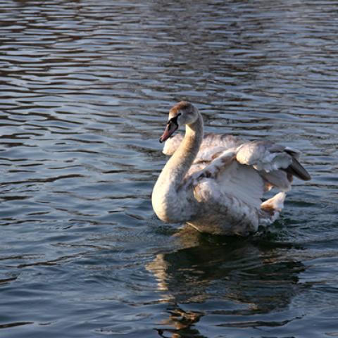 image birds_hr_0007-jpg