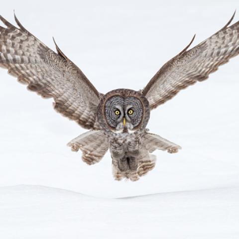 image birds_hr_0008-jpg