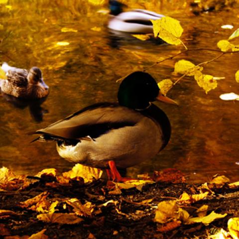 image birds_hr_0009-jpg
