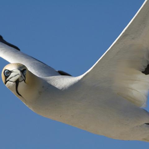 image birds_hr_0010-jpg
