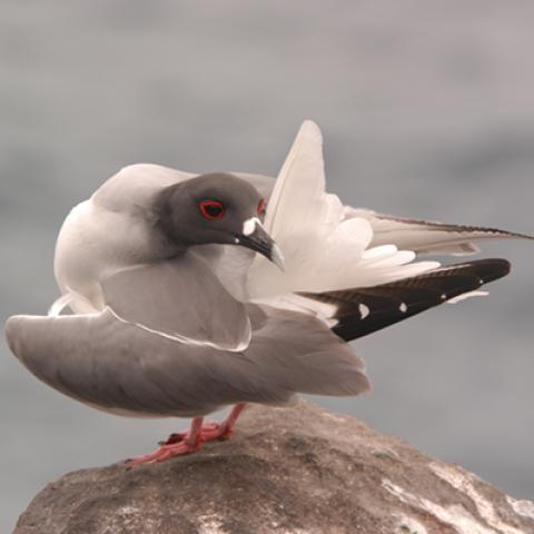 image birds_hr_0011-jpg