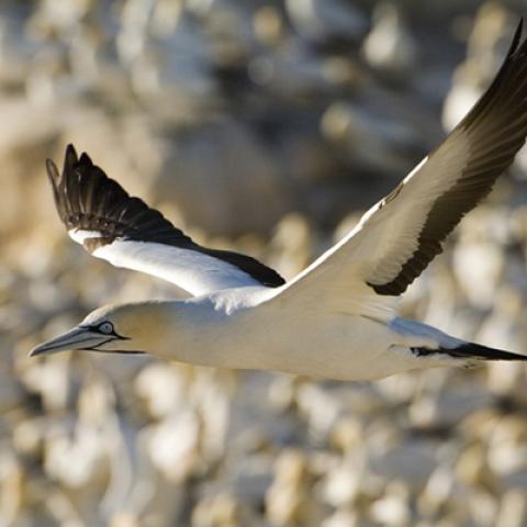 image birds_hr_0012-jpg