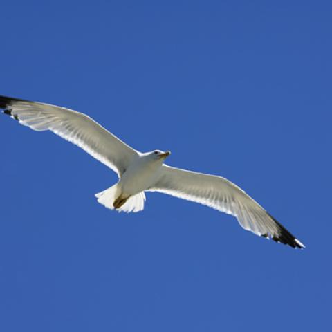 image birds_hr_0013-jpg