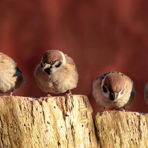image birds_hr_0014-jpg