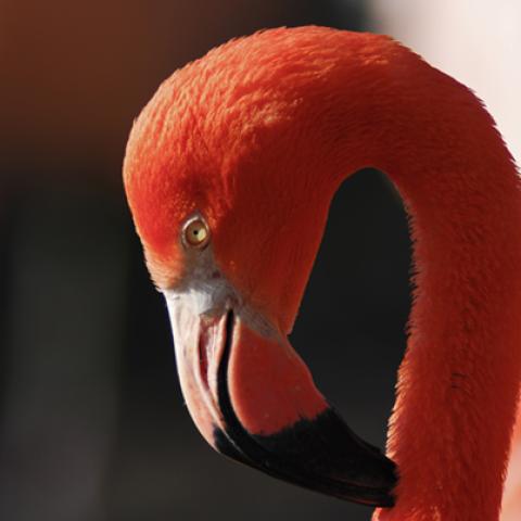 image birds_hr_0015-jpg