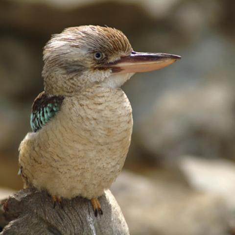 image birds_hr_0017-jpg