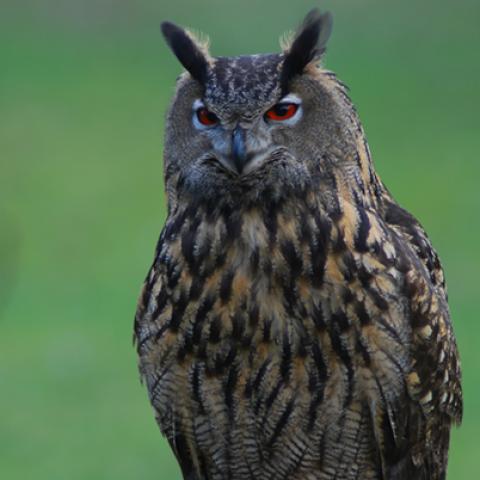 image birds_hr_0018-jpg