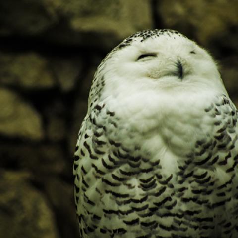 image birds_hr_0019-jpg