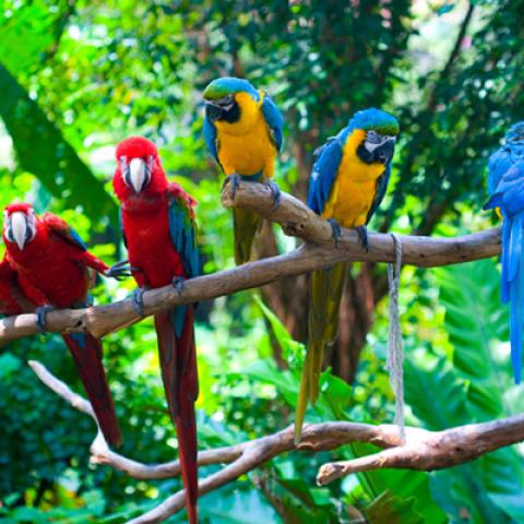 image birds_hr_0020-jpg