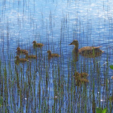 image birds_hr_0021-jpg