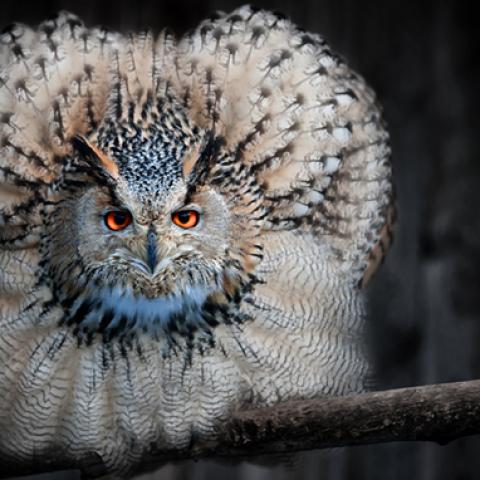 image birds_hr_0022-jpg