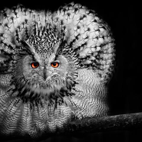 image birds_hr_0023-jpg