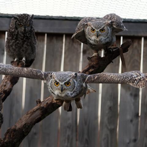 image birds_hr_0024-jpg