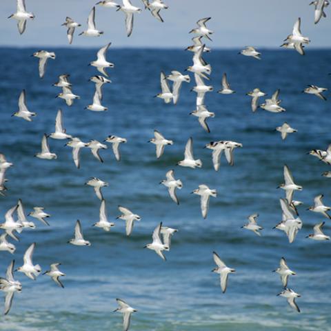 image birds_hr_0025-jpg