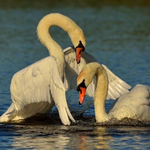 image birds_hr_0026-jpg