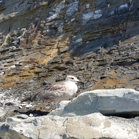 image birds_hr_0027-jpg