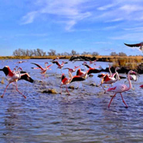 image birds_hr_0028-jpg