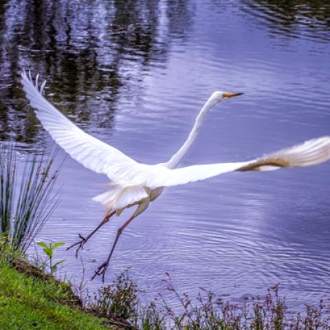 image birds_hr_0029-jpg