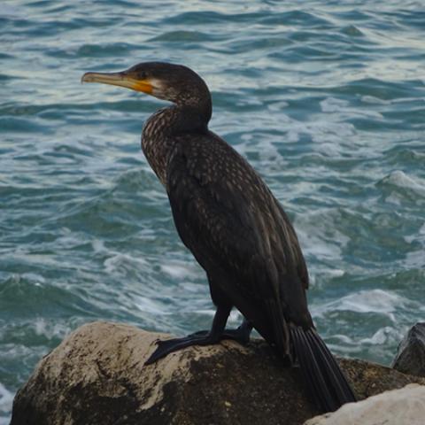 image birds_hr_0030-jpg