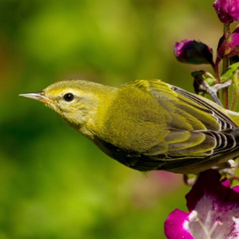 image birds_lr_0001-jpg
