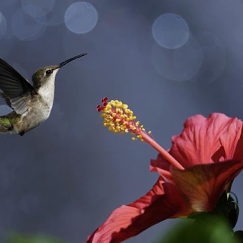image birds_lr_0002-jpg