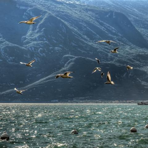 image birds_lr_0003-jpg