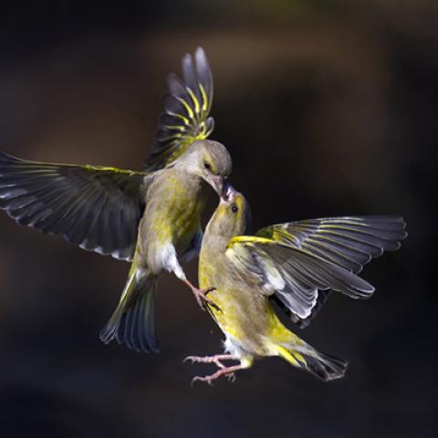 image birds_lr_0005-jpg