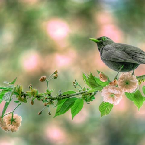 image birds_lr_0006-jpg