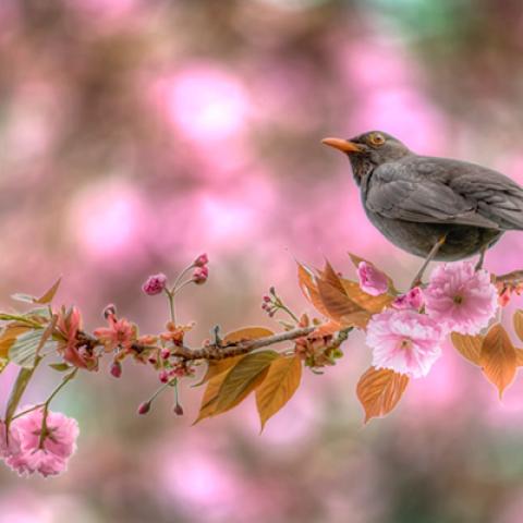 image birds_lr_0007-jpg