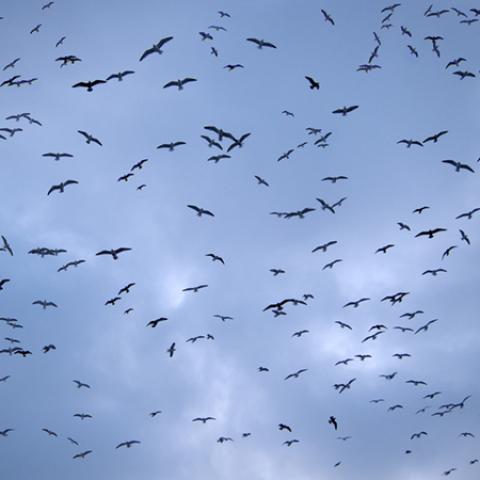 image birds_lr_0008-jpg