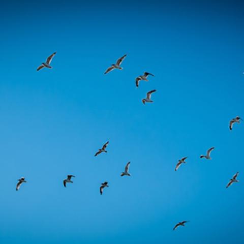 image birds_lr_0009-jpg