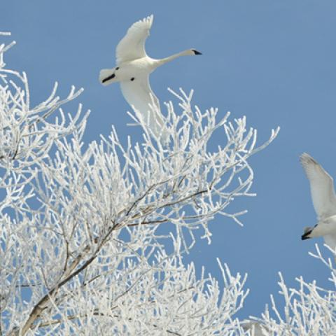 image birds_lr_0010-jpg
