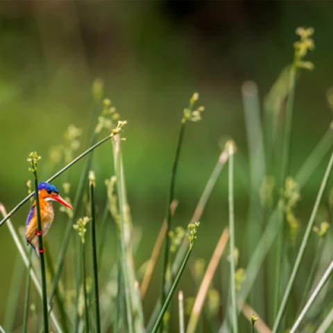 image birds_lr_0011-jpg