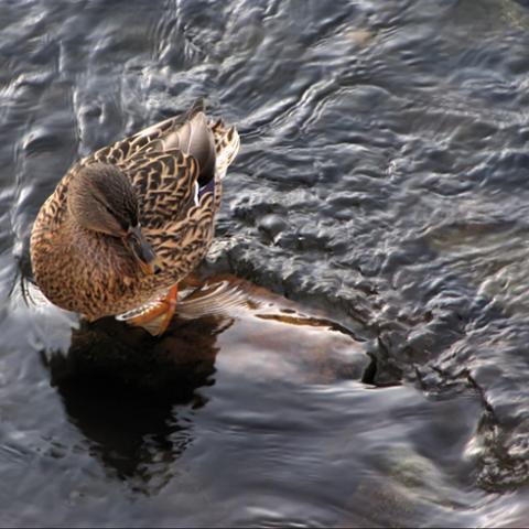 image birds_lr_0012-jpg