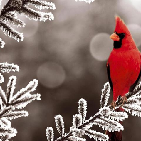 image birds_lr_0013-jpg