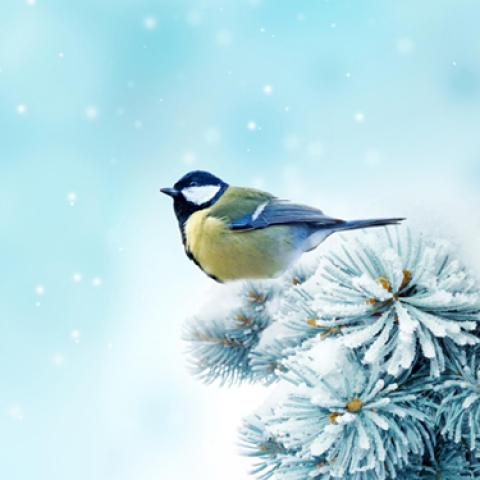 image birds_lr_0014-jpg