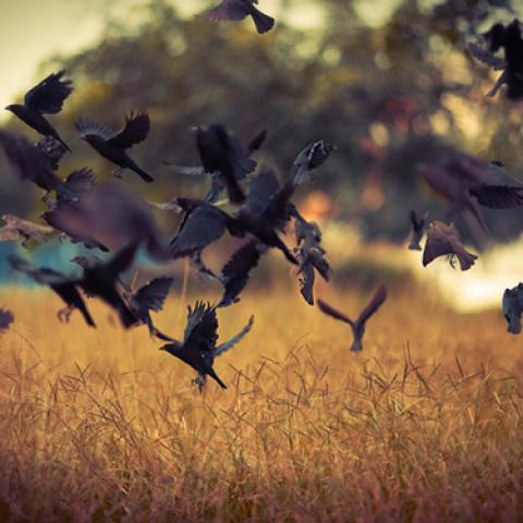 image birds_lr_0015-jpg
