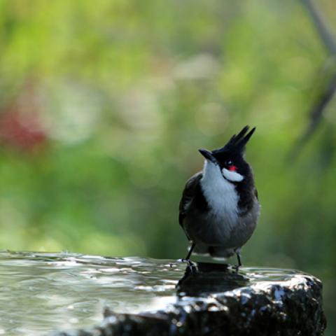 image birds_lr_0018-jpg