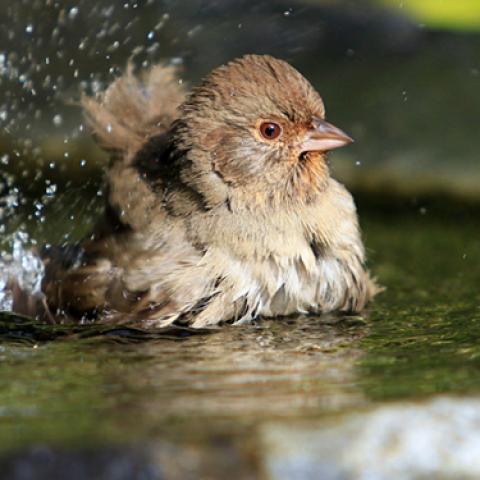 image birds_lr_0019-jpg