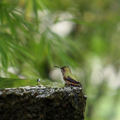 image birds_lr_0020-jpg