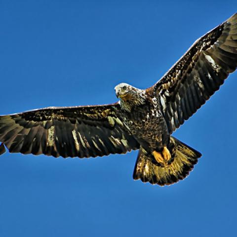 image birds_lr_0021-jpg