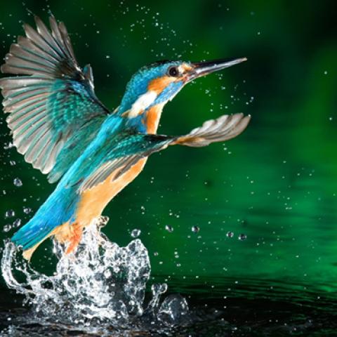 image birds_lr_0023-jpg