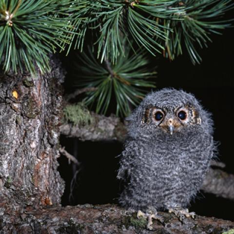 image birds_lr_0024-jpg