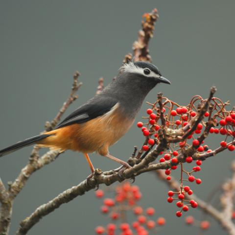 image birds_lr_0025-jpg